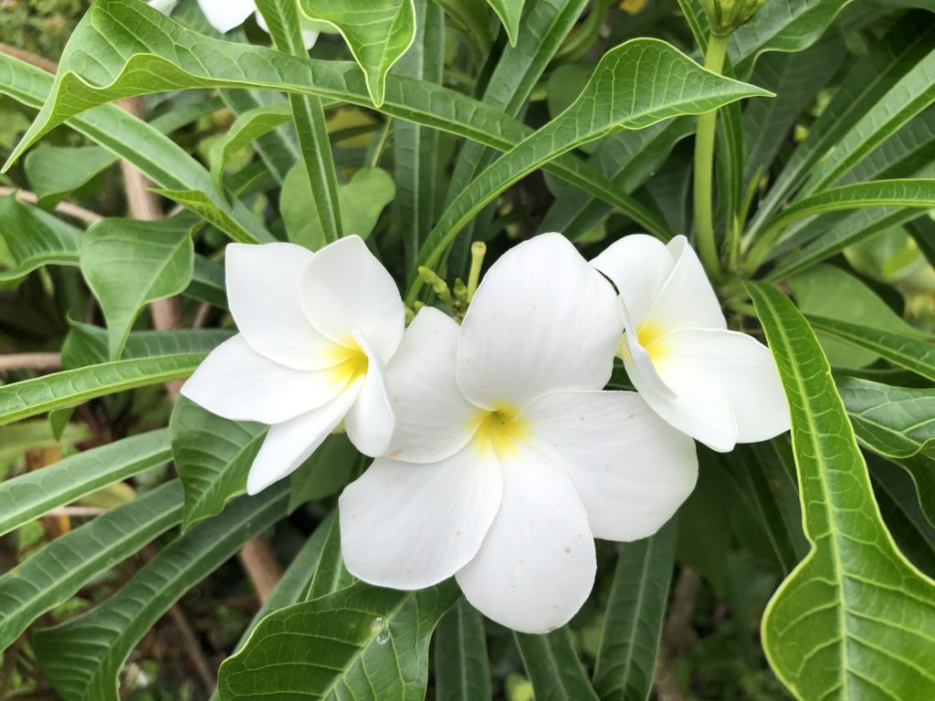 Französisch Polynesien